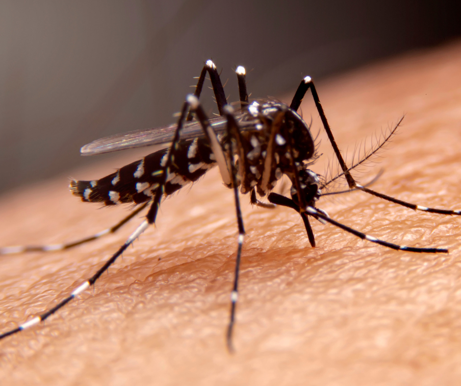 São Paulo declara emergência contra a dengue